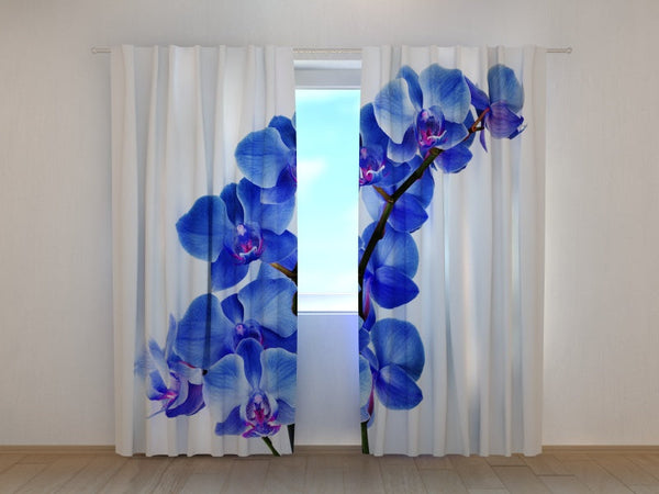 Foto Tende Orchidea Blu