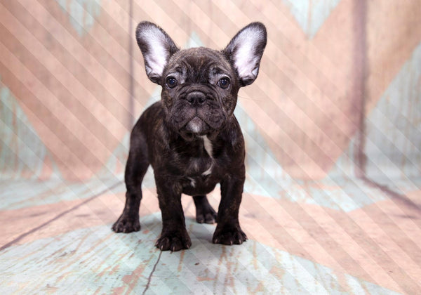 Fotomurale - French Bulldog