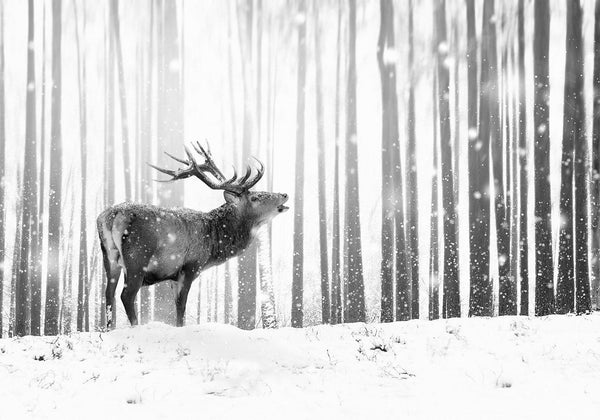 Fotomurale - Deer in the Snow (Black and White)