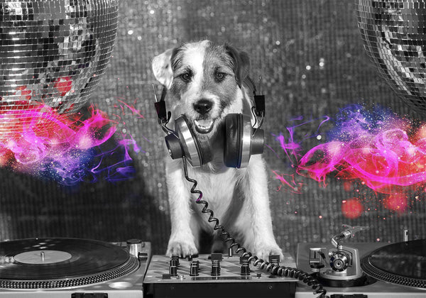 Fotomurale - DJ Dog