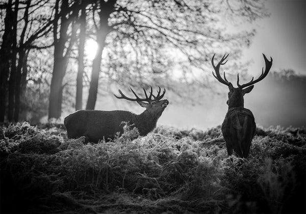 Fotomurale - Deers in the Morning