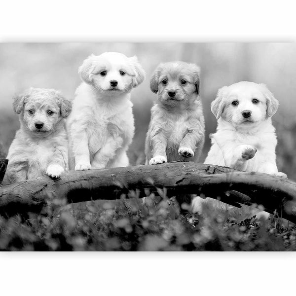 Fotomurale - Four Puppies