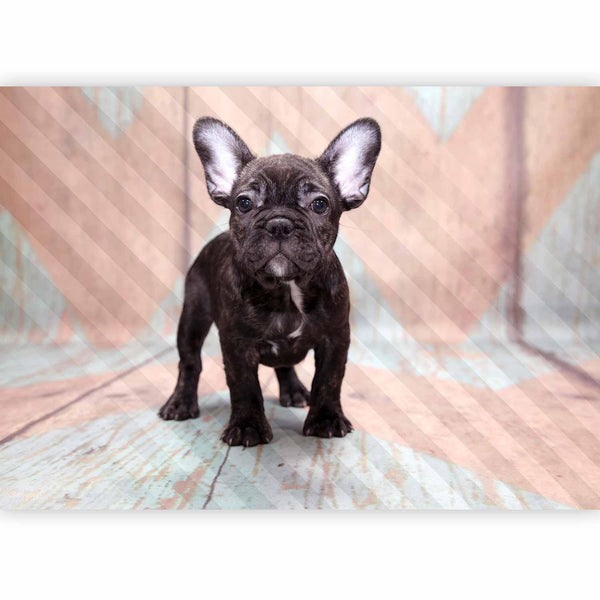 Fotomurale - French Bulldog