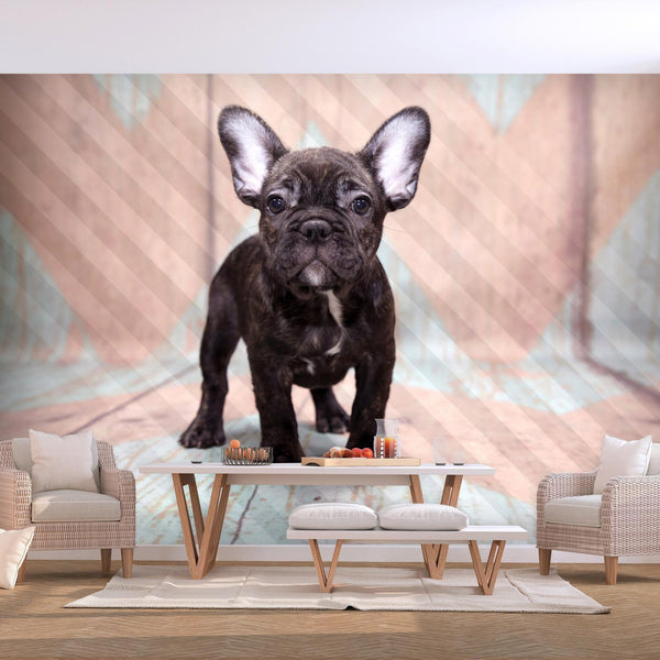 Fotomurale - French Bulldog