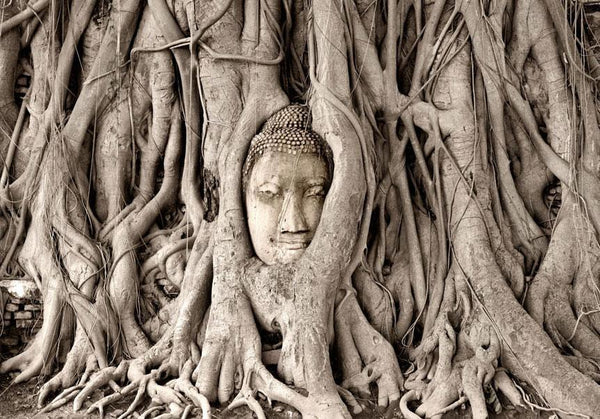 Fotomurale - Buddha's Tree