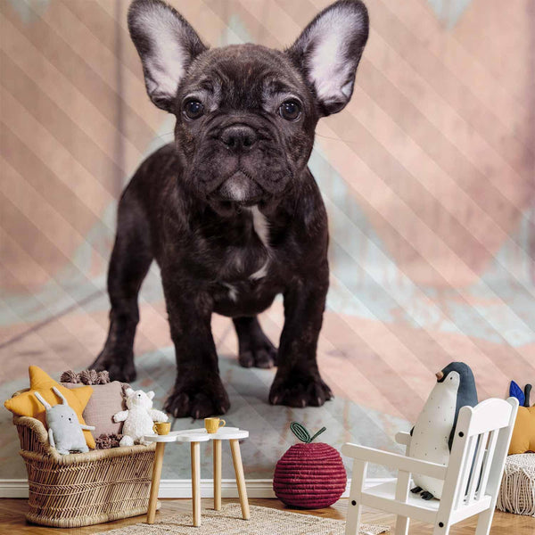 Fotomurale - French Bulldog