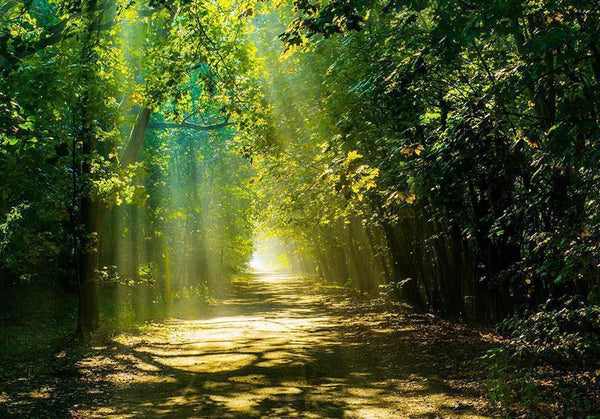 Carta da parati - Road in Sunlight