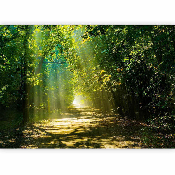 Carta da parati - Road in Sunlight