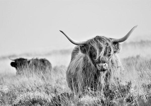 Fotomurale - Highland Cattle