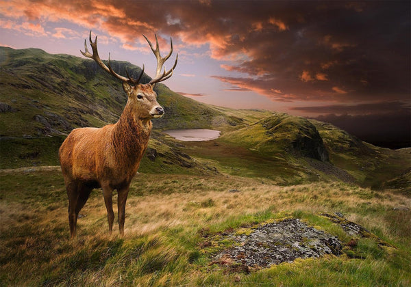 Fotomurale - Deer on Hill