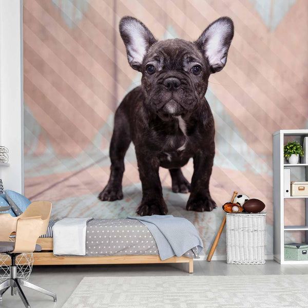 Fotomurale - French Bulldog