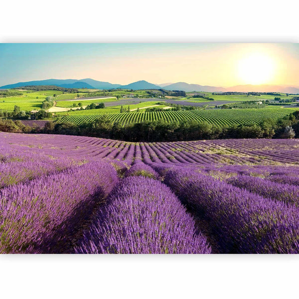 Fotomurale - Lavender Field