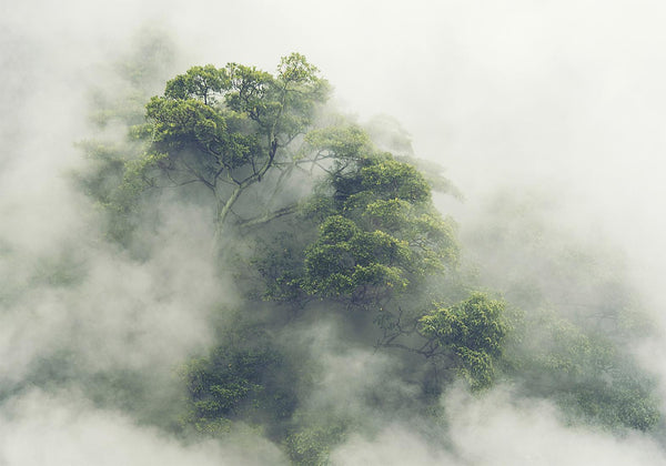 Fotomurale -  Foggy forest