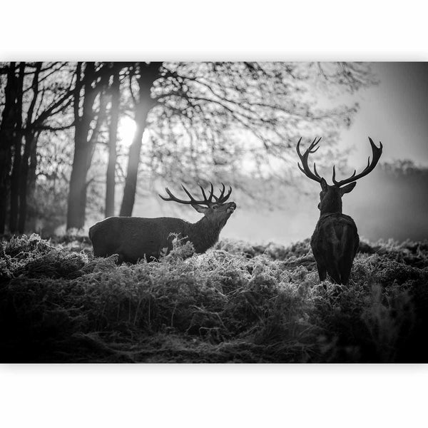 Fotomurale - Deers in the Morning