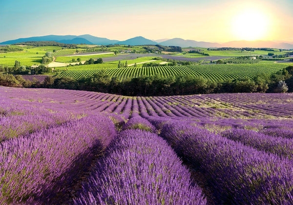 Fotomurale - Lavender Field