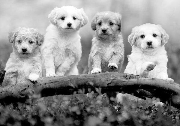 Fotomurale - Four Puppies