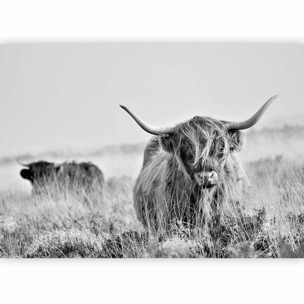 Fotomurale - Highland Cattle